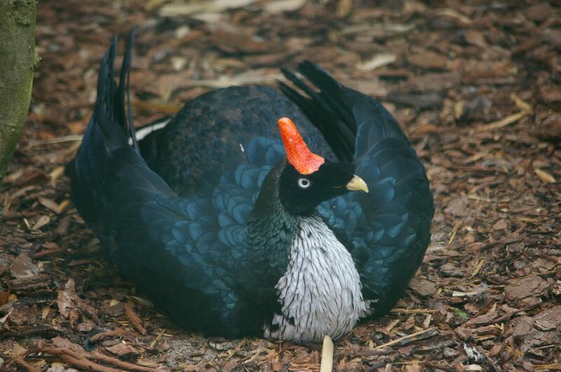 Oreophasis derbianus at Birdpark Walsrode