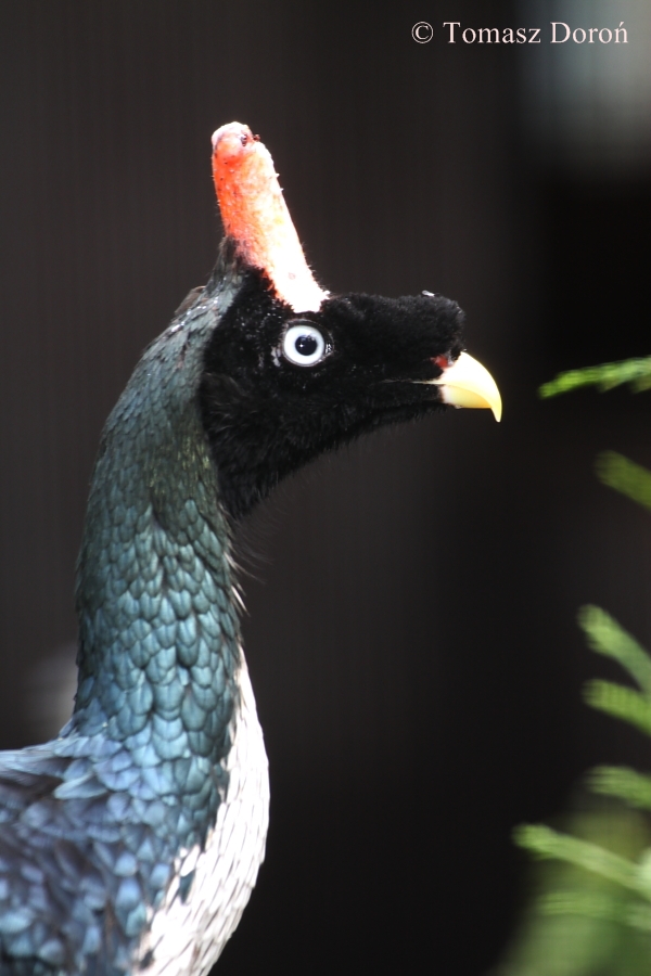 Oreophasis derbianus.