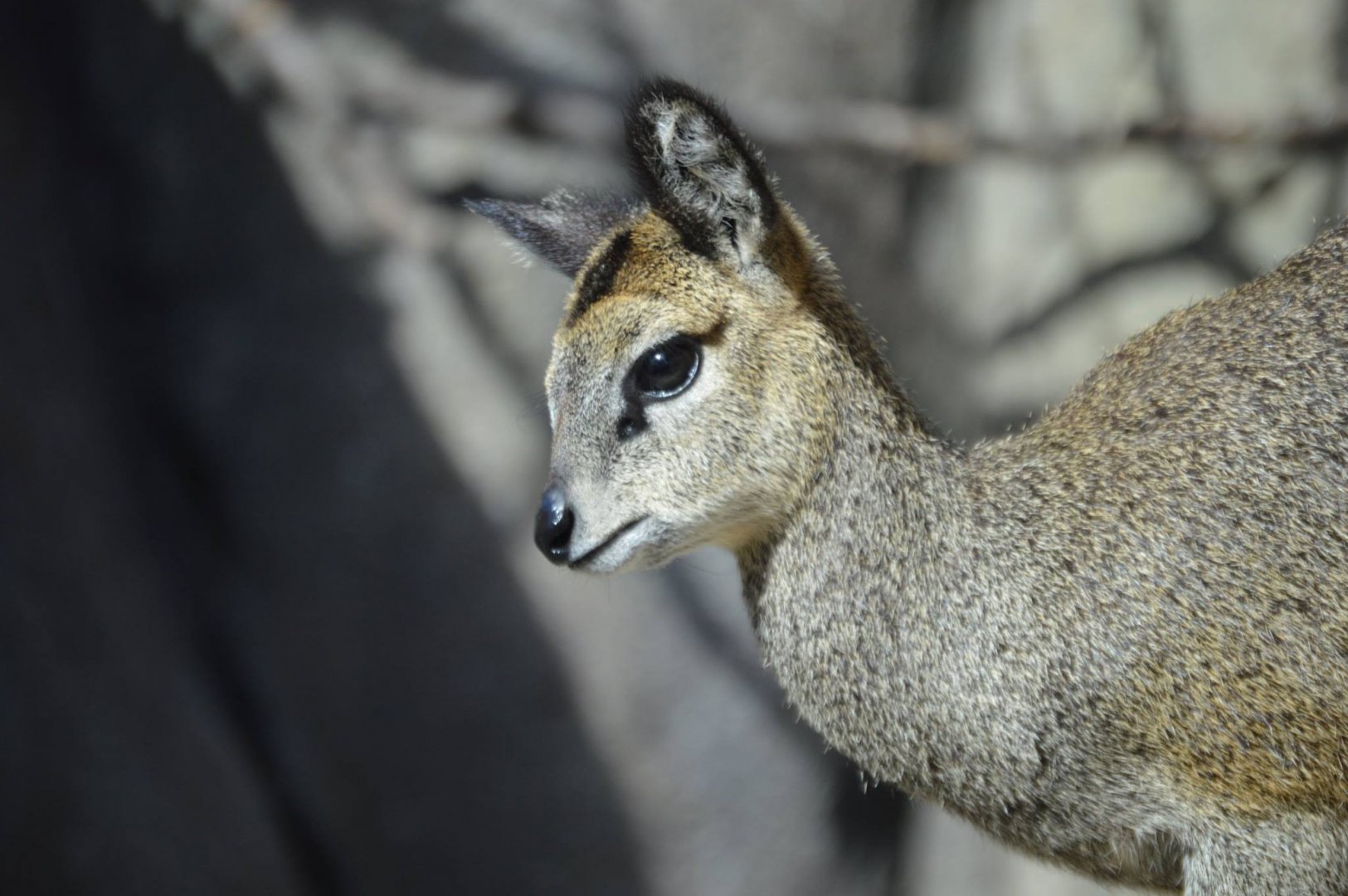 Oreotragus oreotragus calf