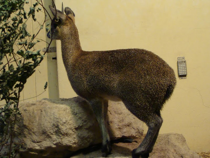 Oreotragus oreotragus