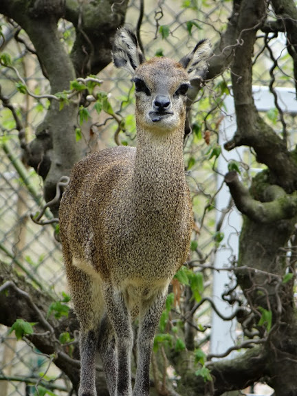 Oreotragus oreotragus