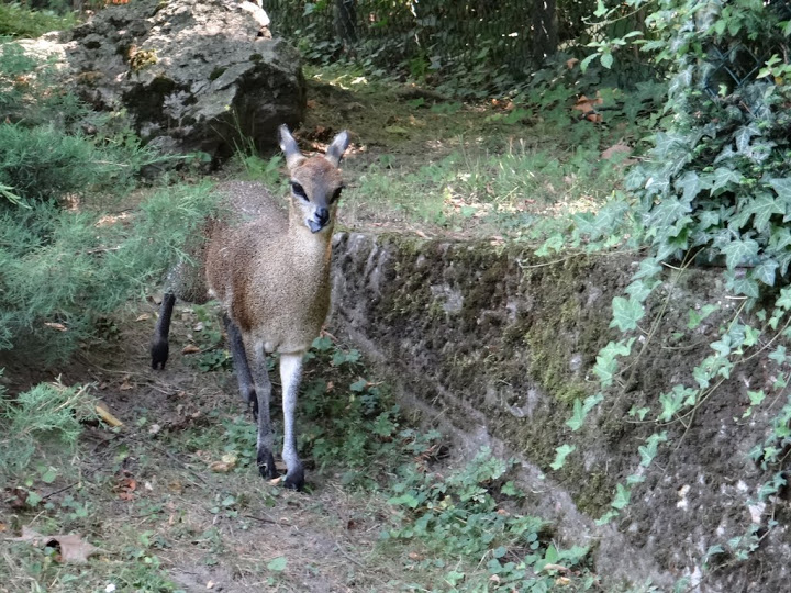 Oreotragus oreotragus