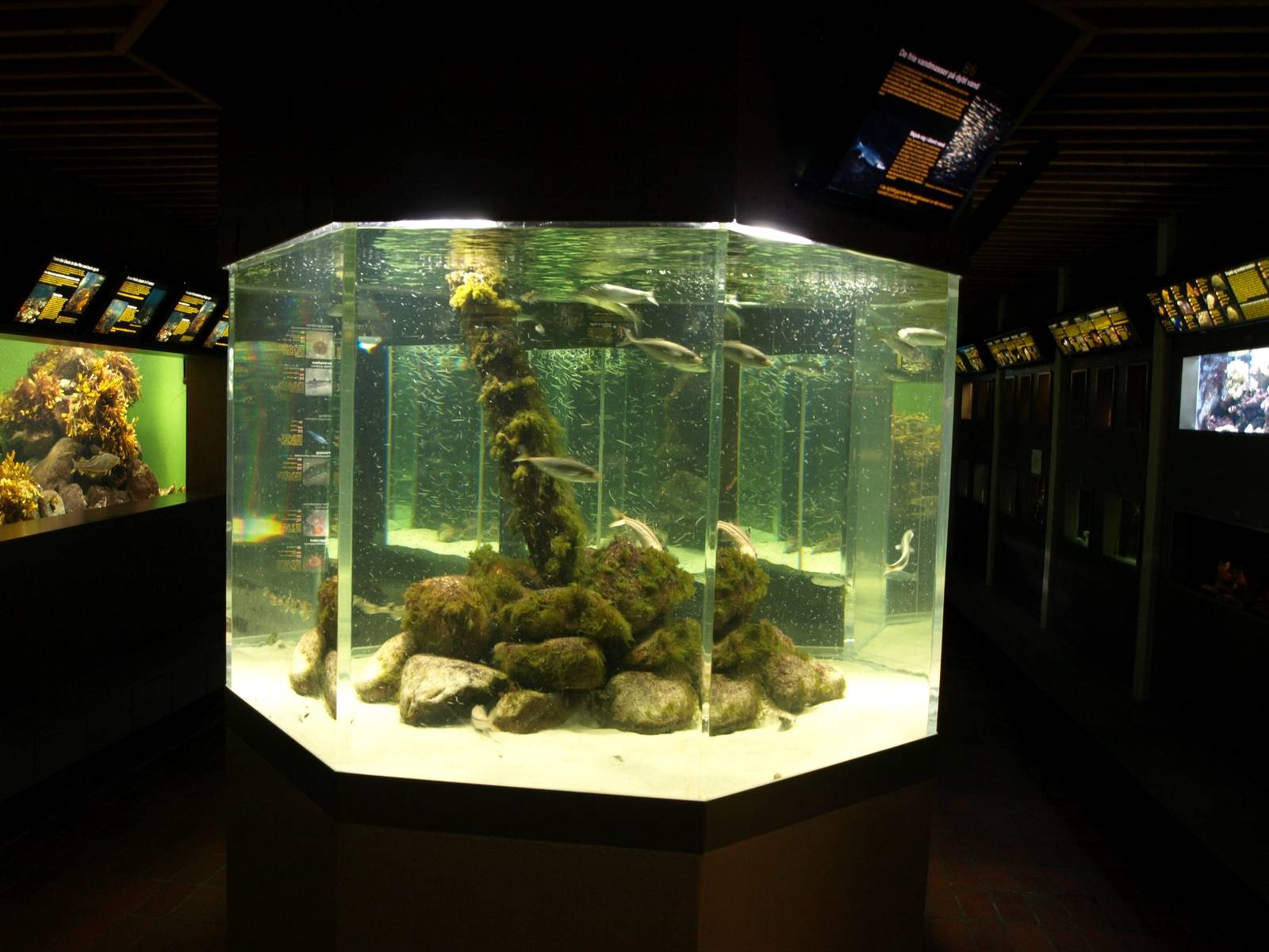 Øresund Aquarium - Aquaria
