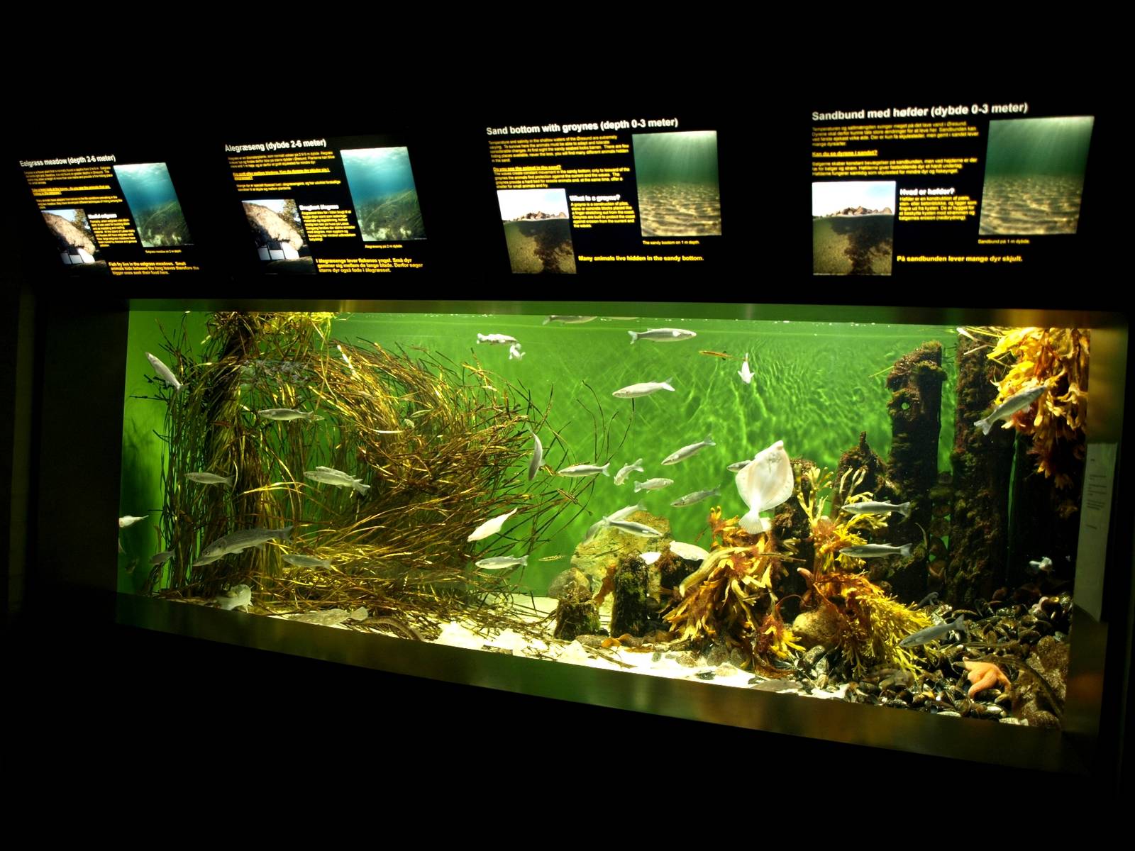 Øresund Aquarium - Biotope aquarium