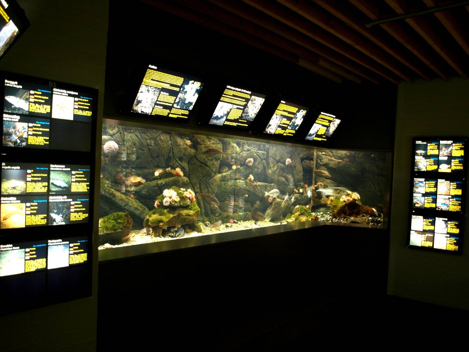 Øresund Aquarium - Biotope aquarium