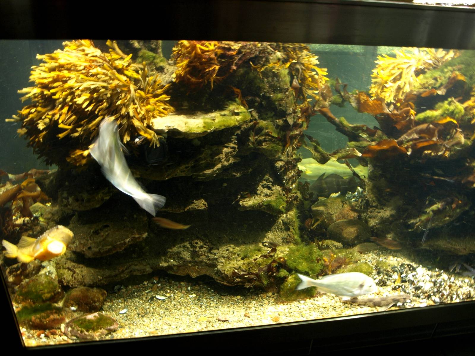 Øresund Aquarium - Bubble reef aquaria