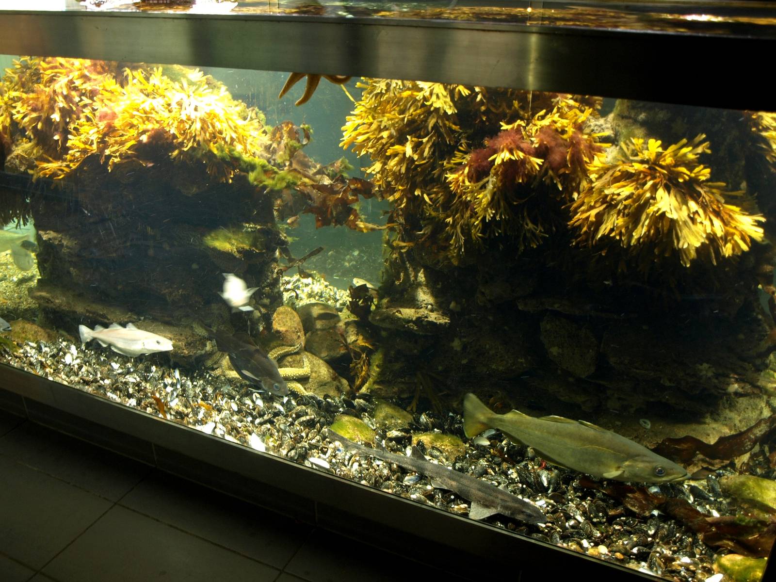 Øresund Aquarium - Bubble reef aquaria