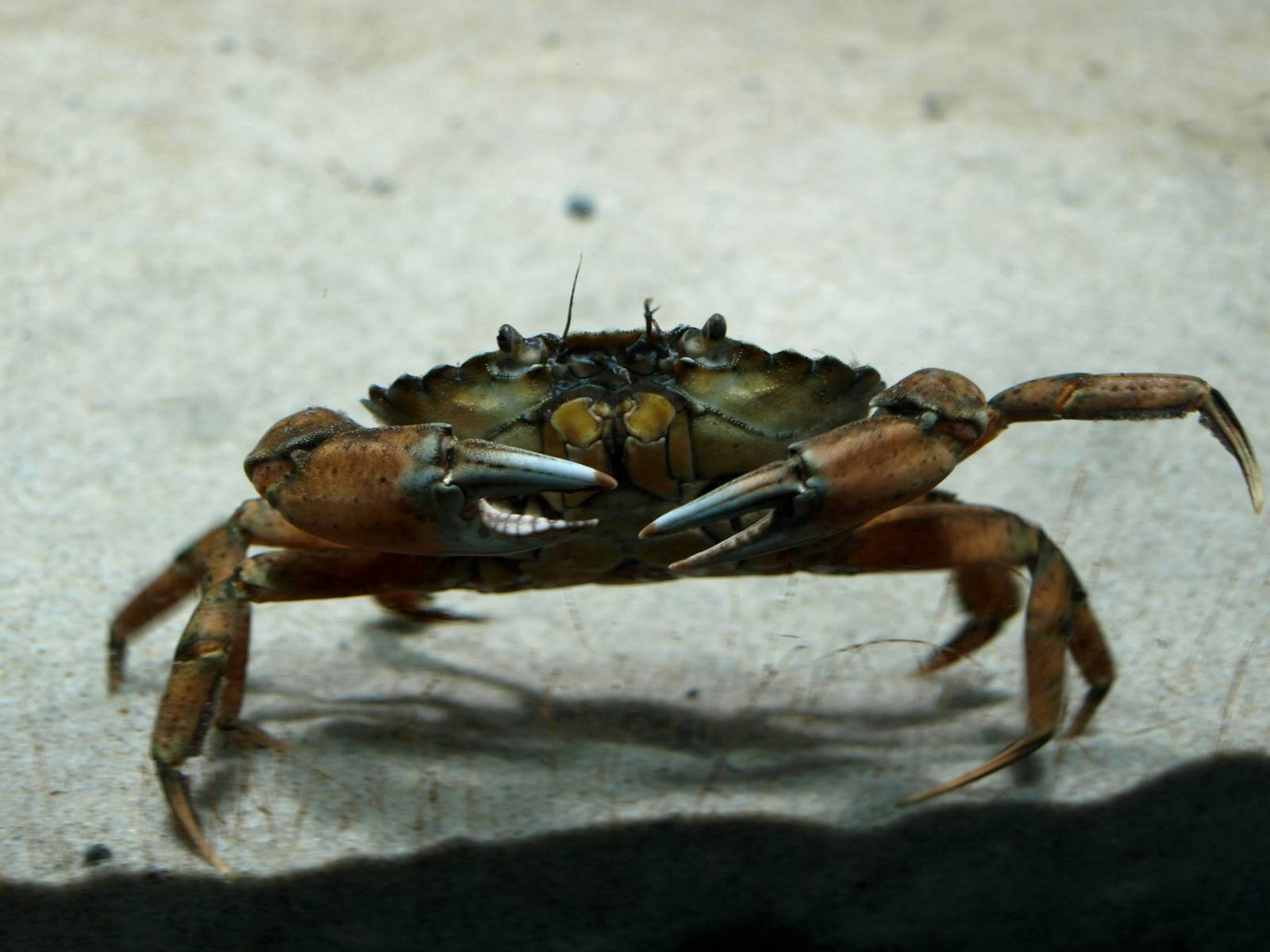 Øresund Aquarium - Crab