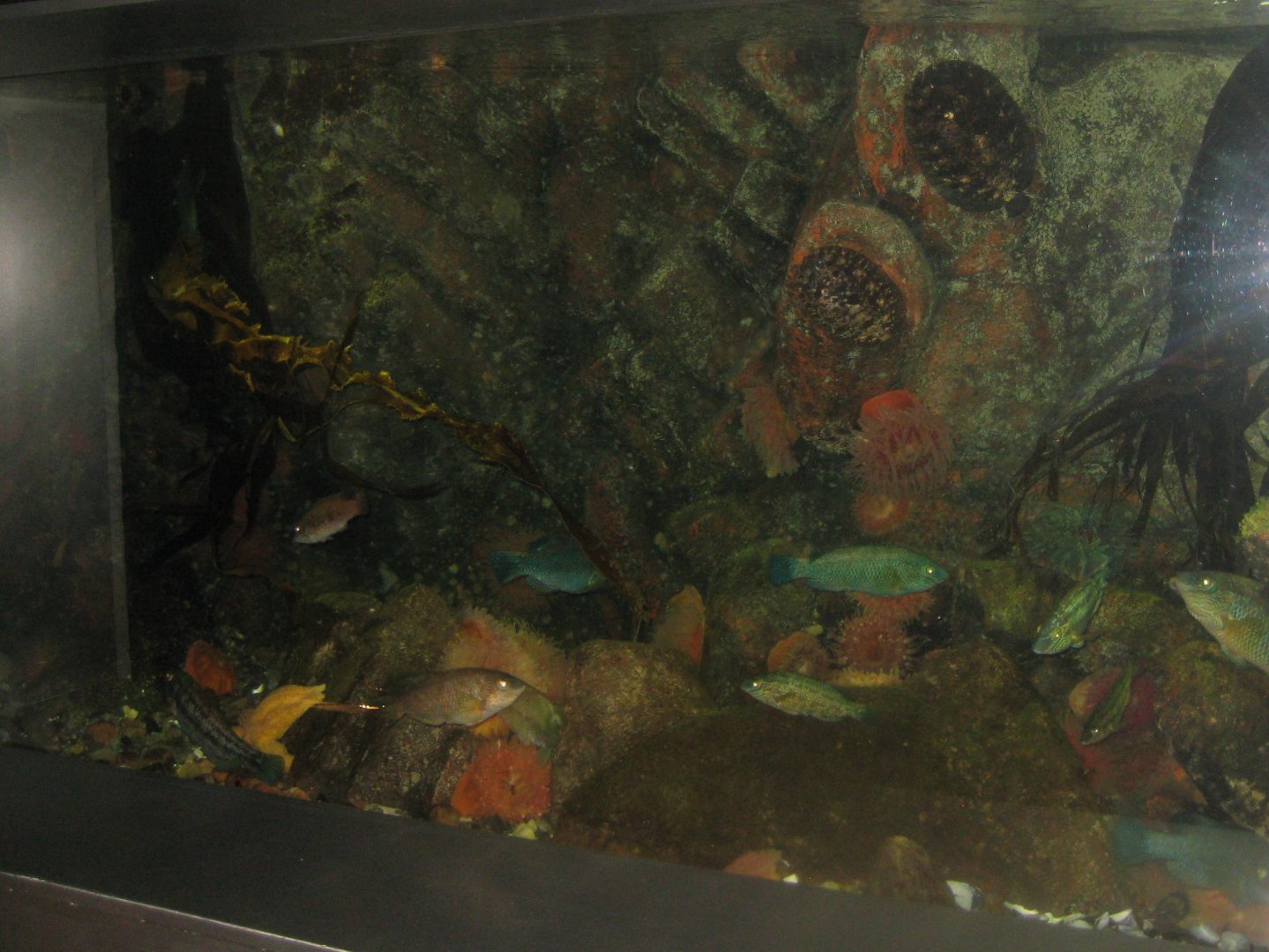 Øresundsakvariet - Kullen tank