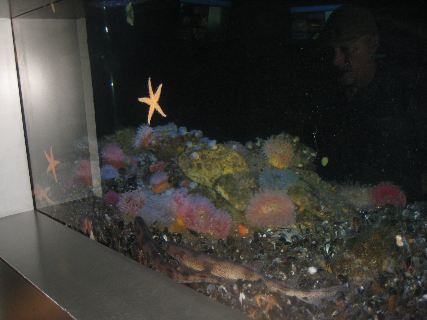 Øresundsakvariet - Mud bottom tank