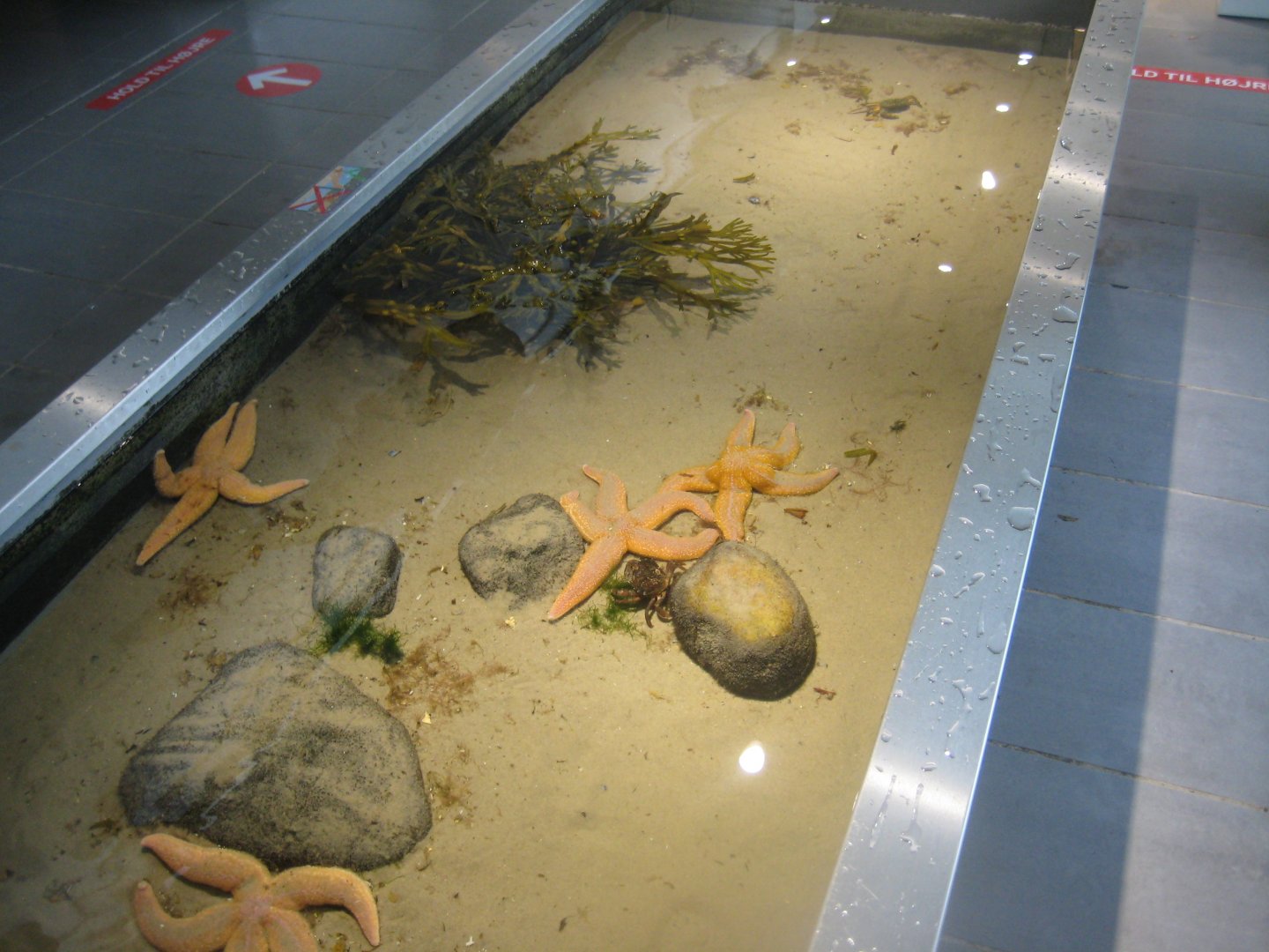 Øresundsakvariet - Touch pool