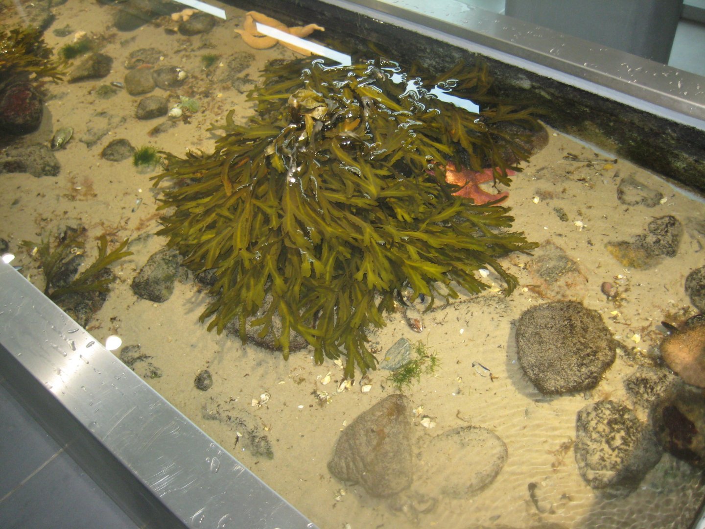 Øresundsakvariet - Touch pool