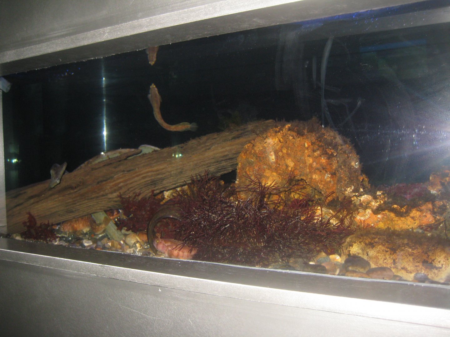 Øresundsakvariet - Yarrell's blenny tank