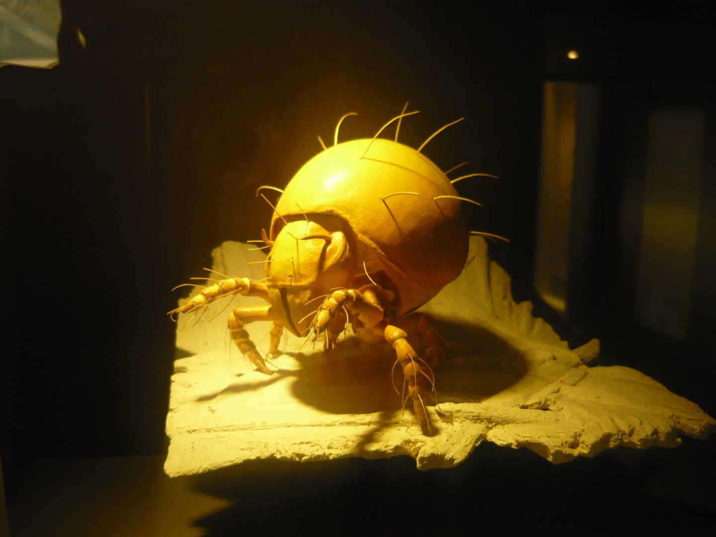 Oribatid mite model