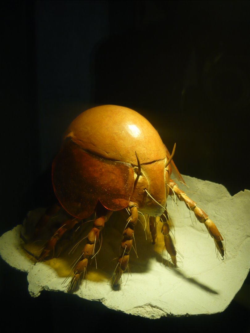Oribatid mite model