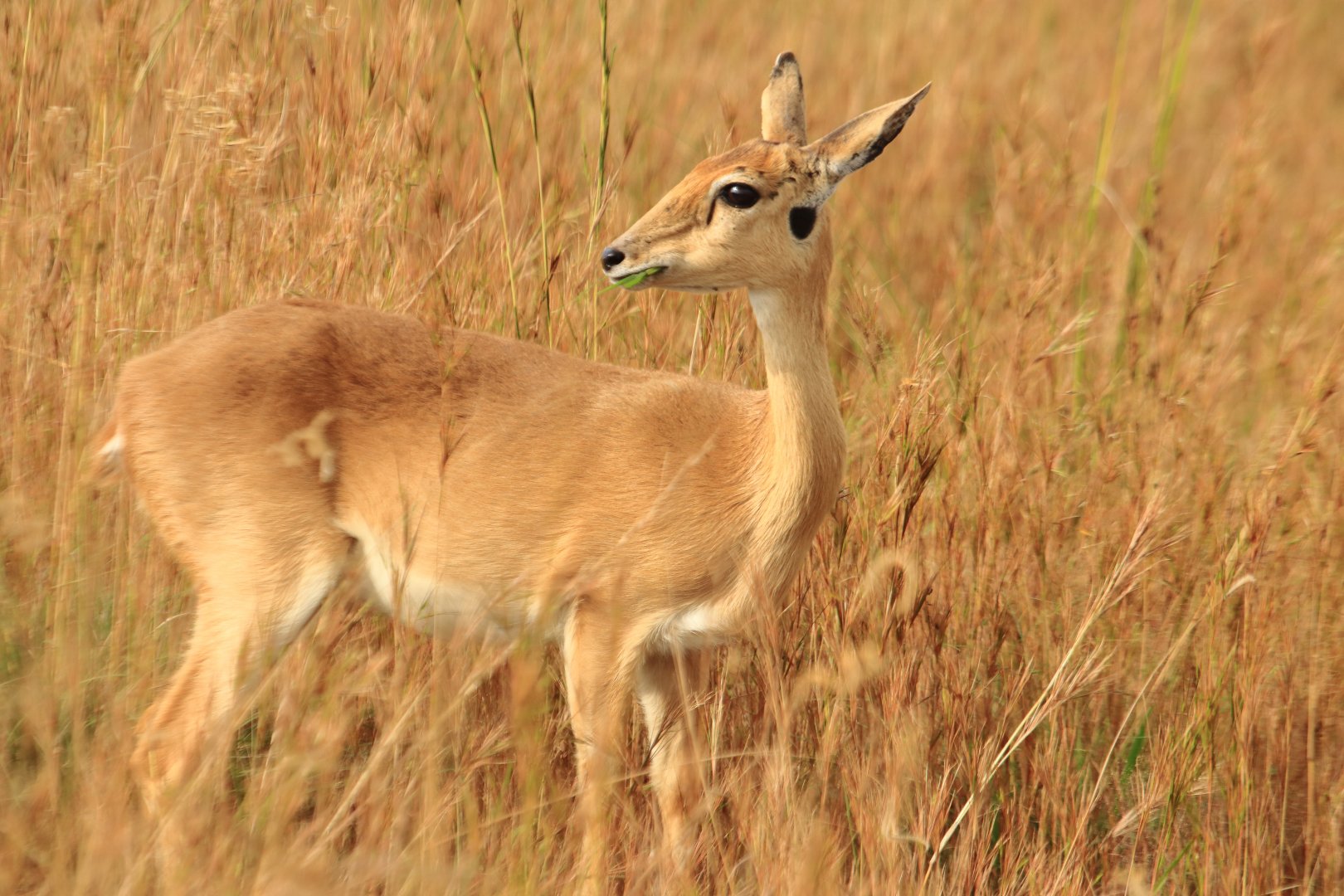 Oribi (December 2019)