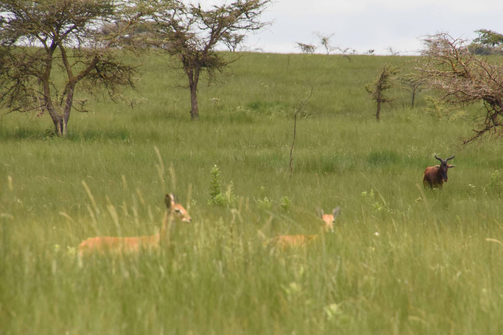 Oribi & Hartebeest