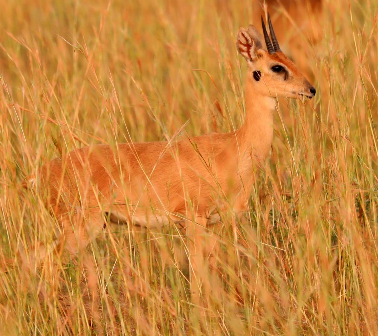 oribi (Ourebia ourebi)