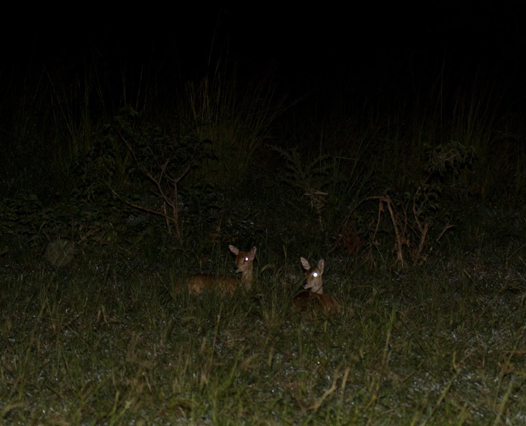 Oribi - spotlighting