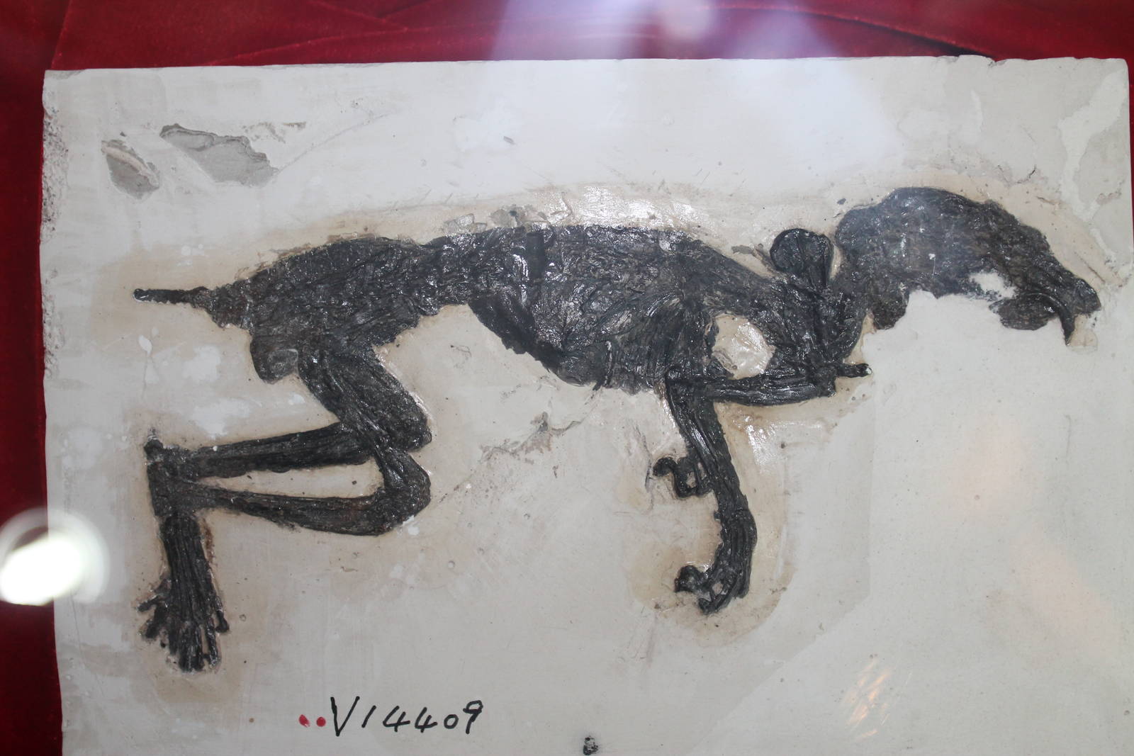 Oriensciurus linquensis