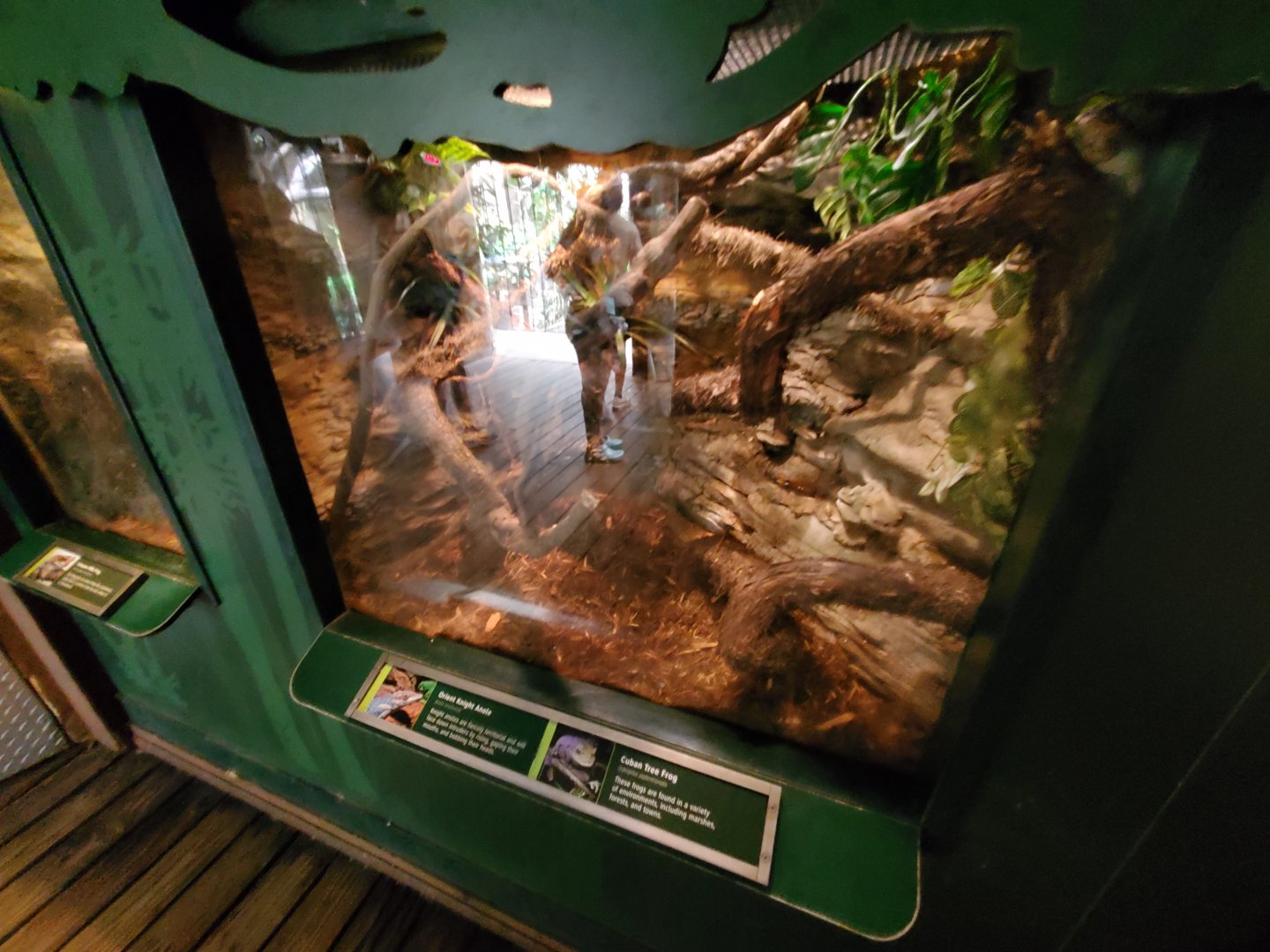 Orient Knight Anole and Cuban Tree Frog Exhibit - August 2021
