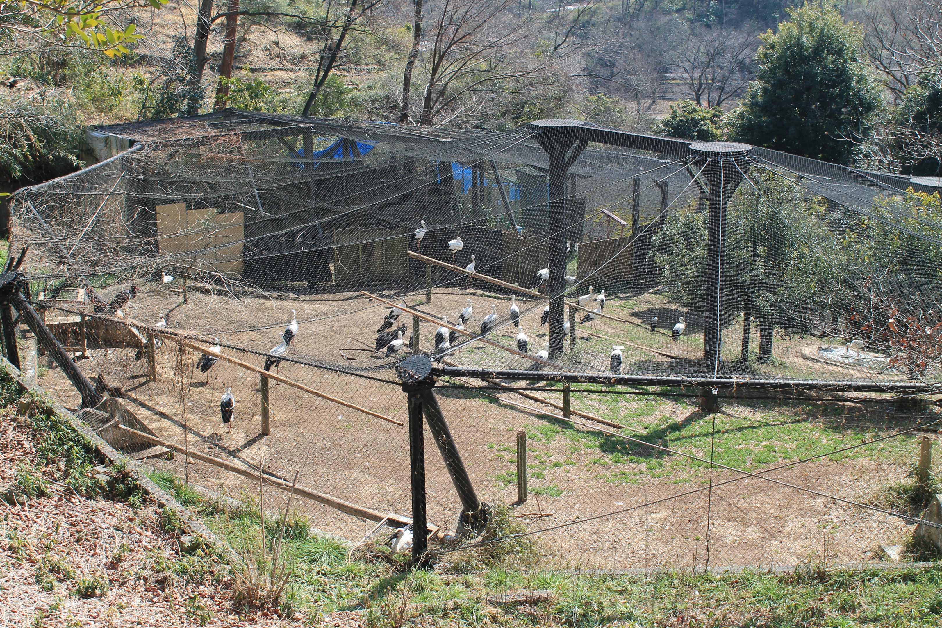 Oriental and Black Storks