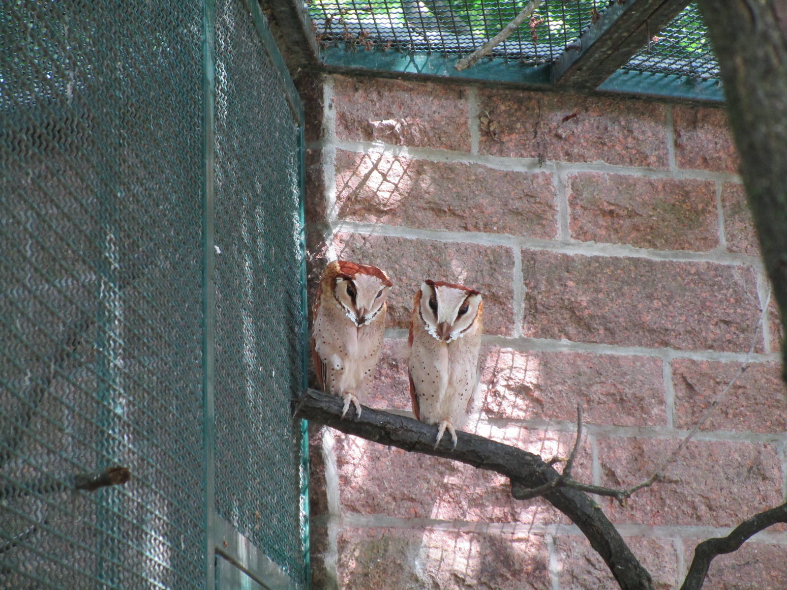 Oriental Bay Owl - 6/7/15