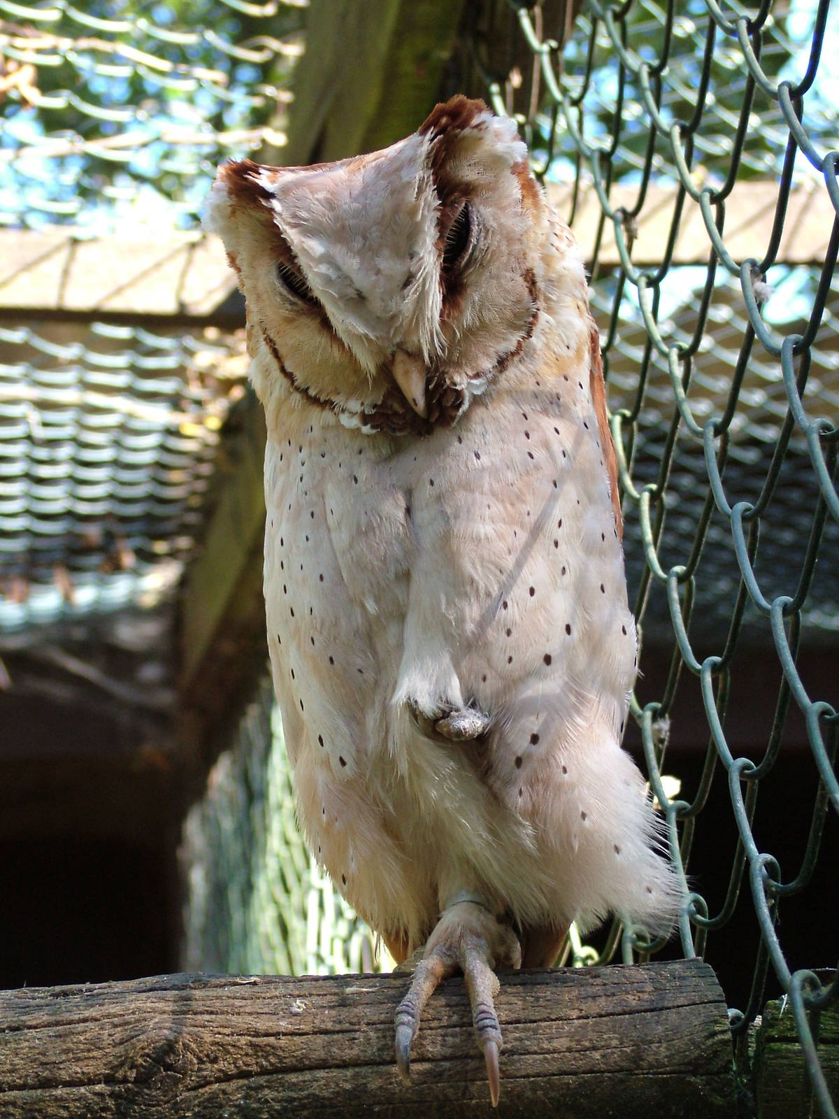 Oriental Bay Owl at Niendorf 05/09/07