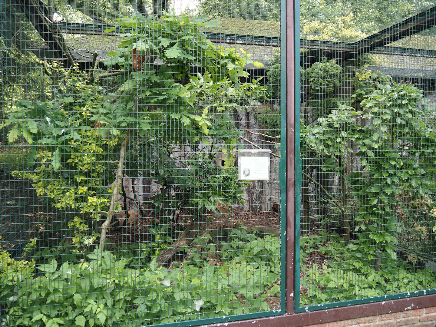 Oriental bay owl aviary, 2024-05-21