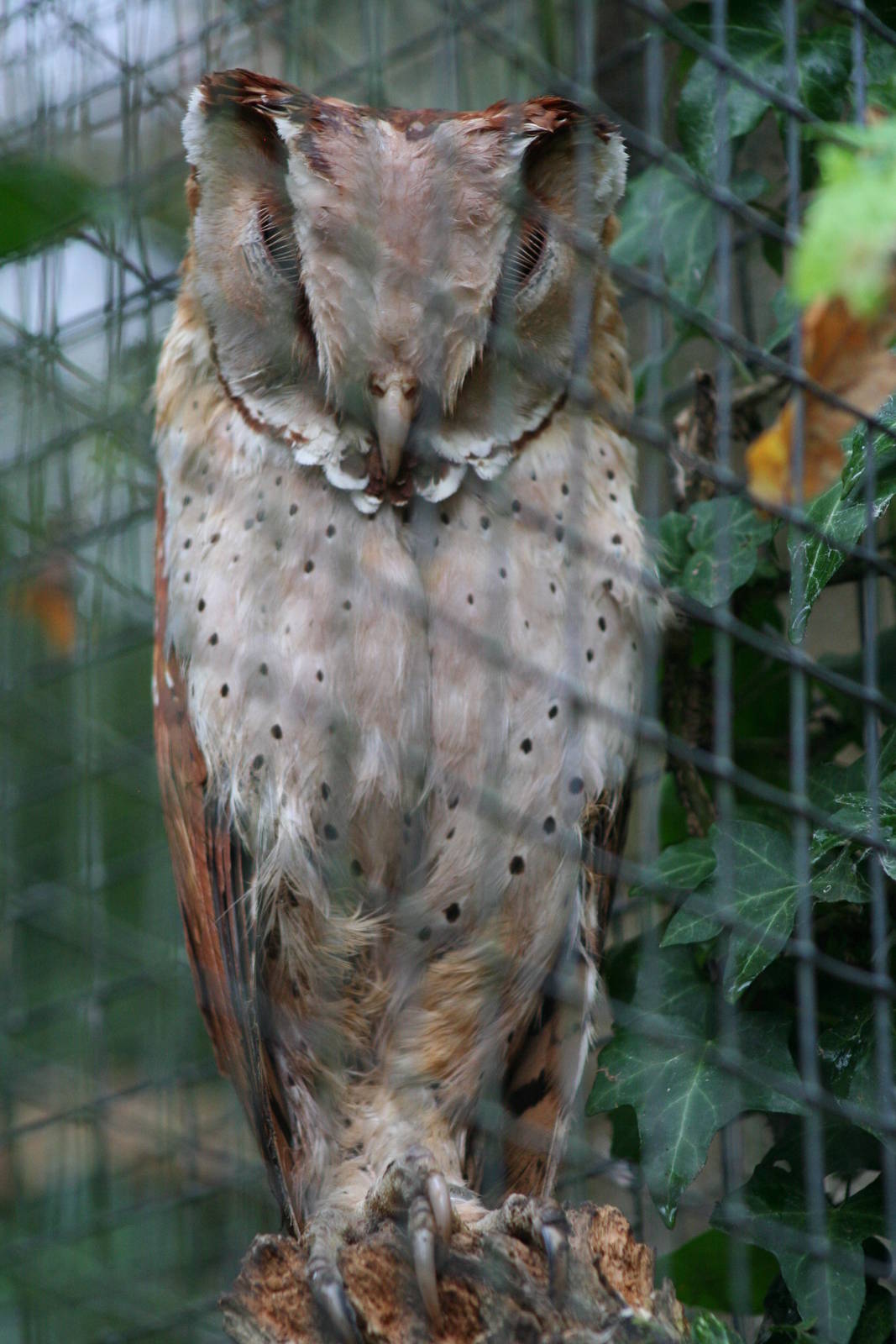 Oriental Bay Owl @ Cotswold Falconry; 24.10.2014