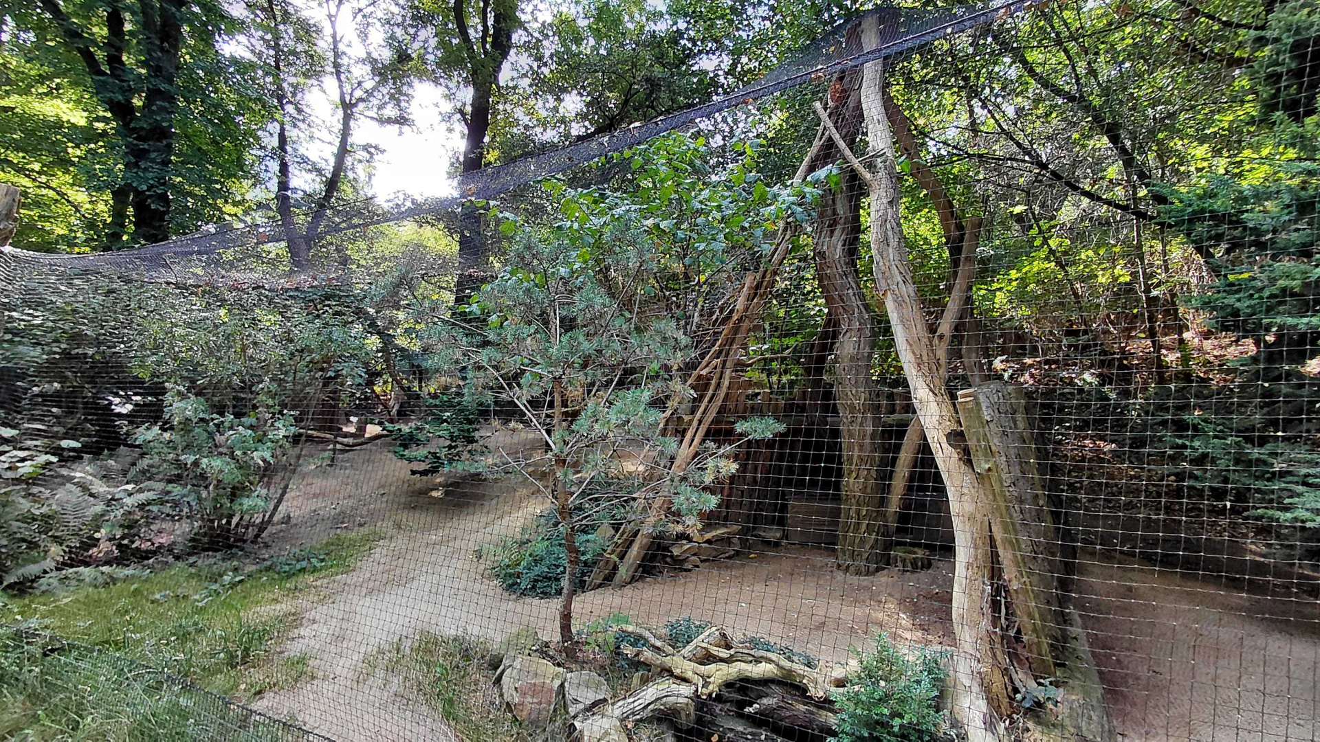 Oriental bay owl exhibit