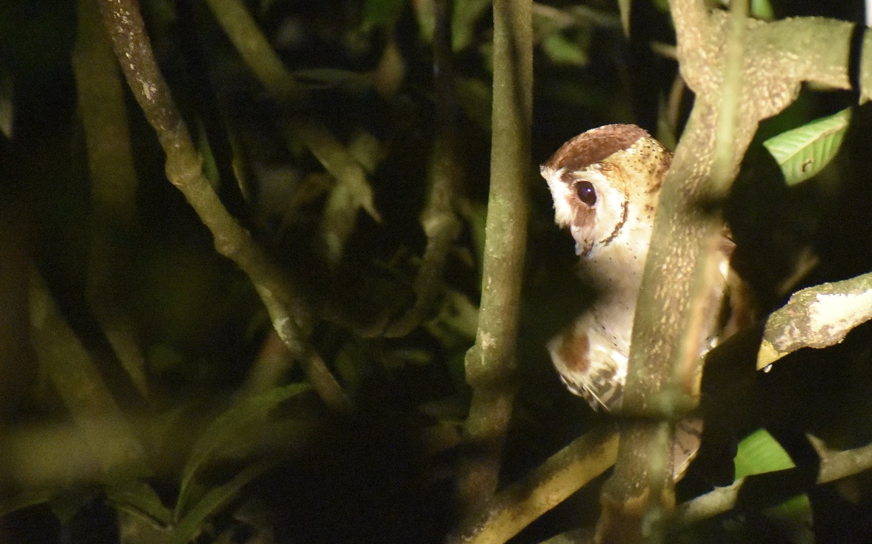 Oriental bay owl - (Kinabatangan, Sabah)