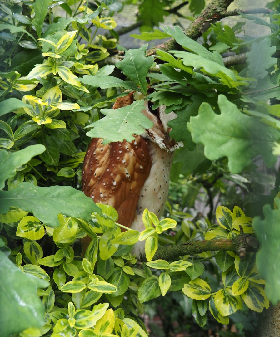 Oriental Bay Owl (Phodilus badius), 2024-05-21