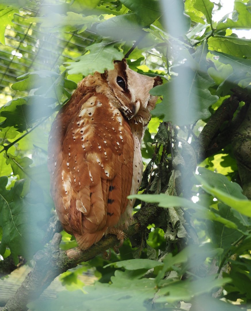 Oriental Bay Owl (Phodilus badius), 2024-05-21