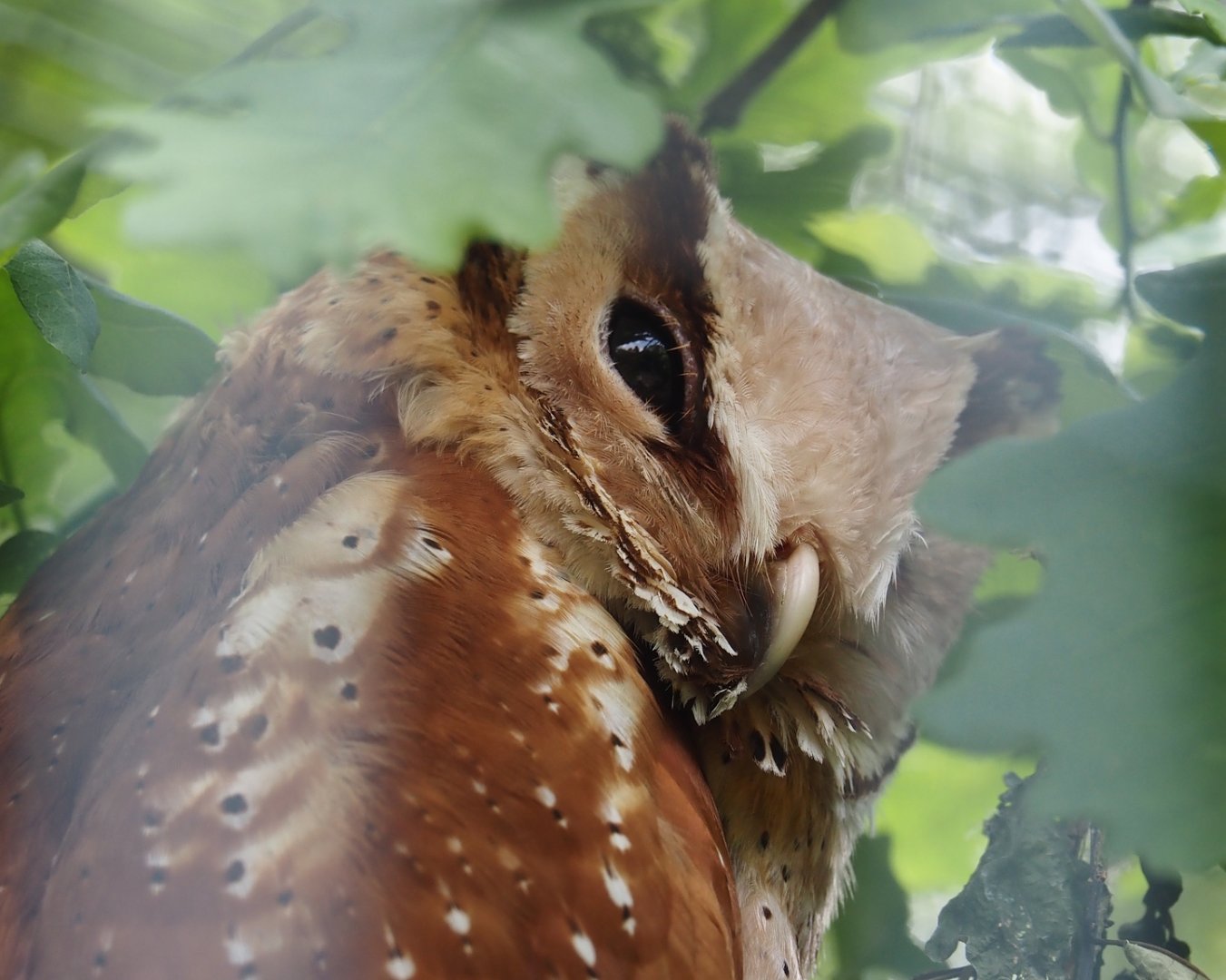 Oriental Bay Owl (Phodilus badius), 2024-05-21