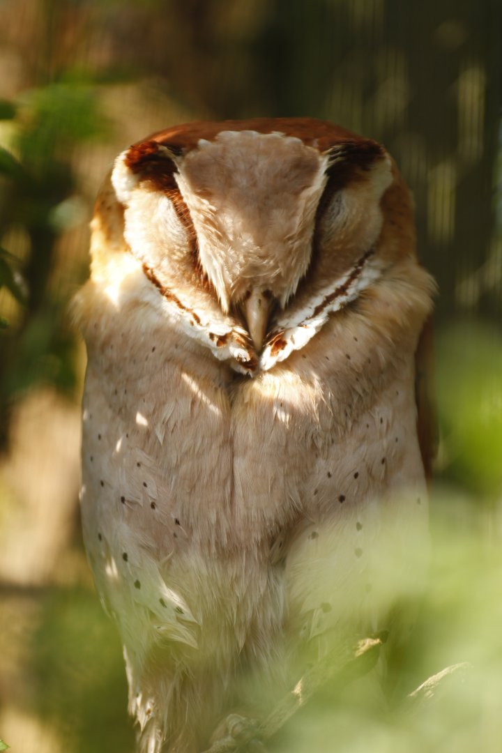 Oriental Bay Owl (Phodilus badius)