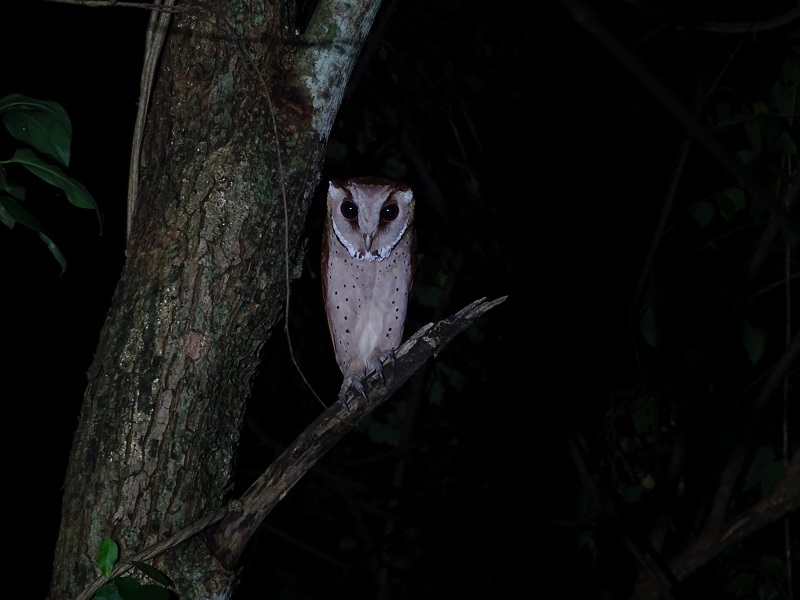 Oriental bay owl (Phodilus badius)