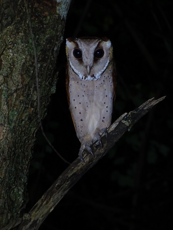 Oriental bay owl (Phodilus badius)