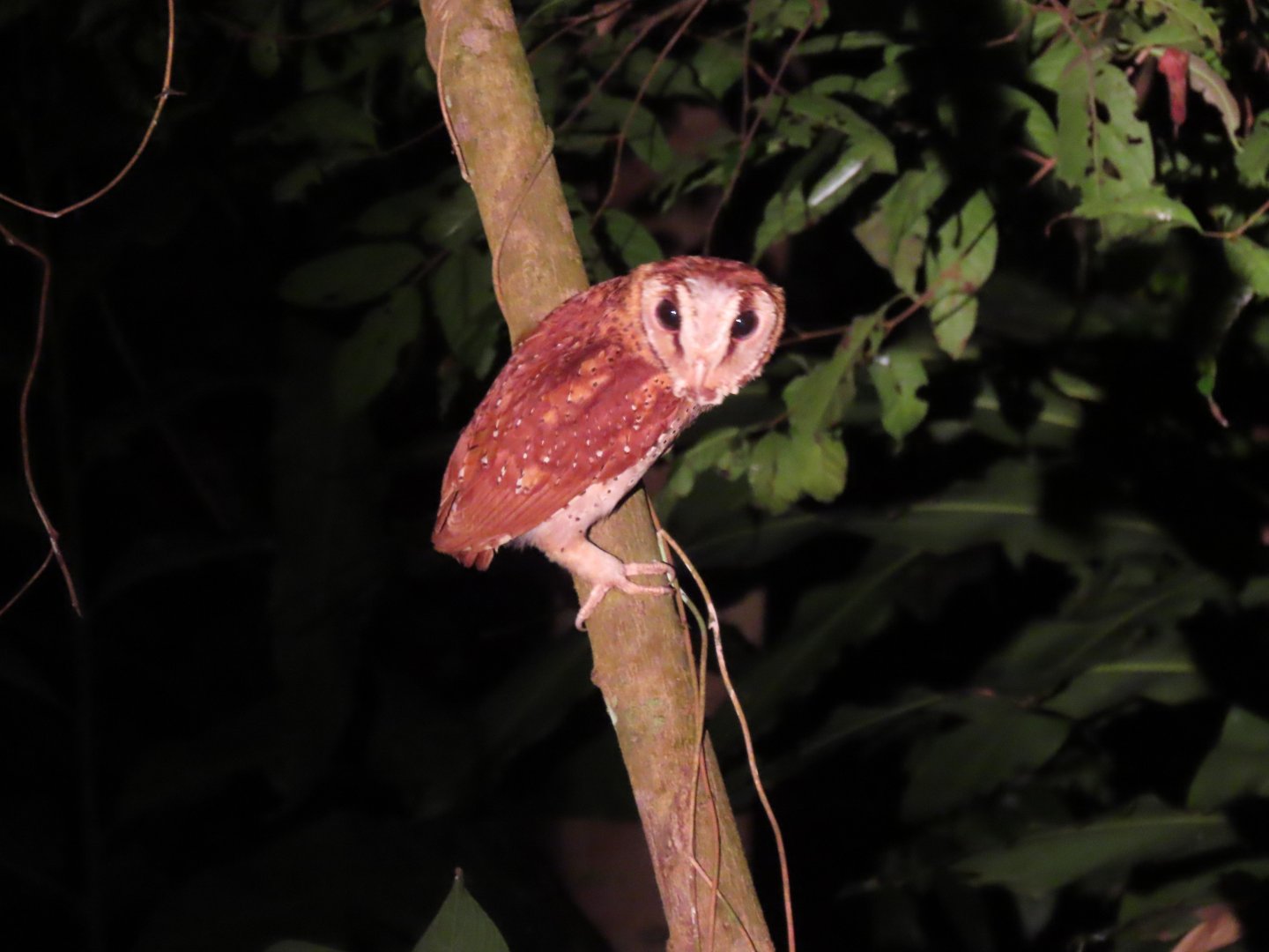 Oriental bay owl (Phodilus badius)