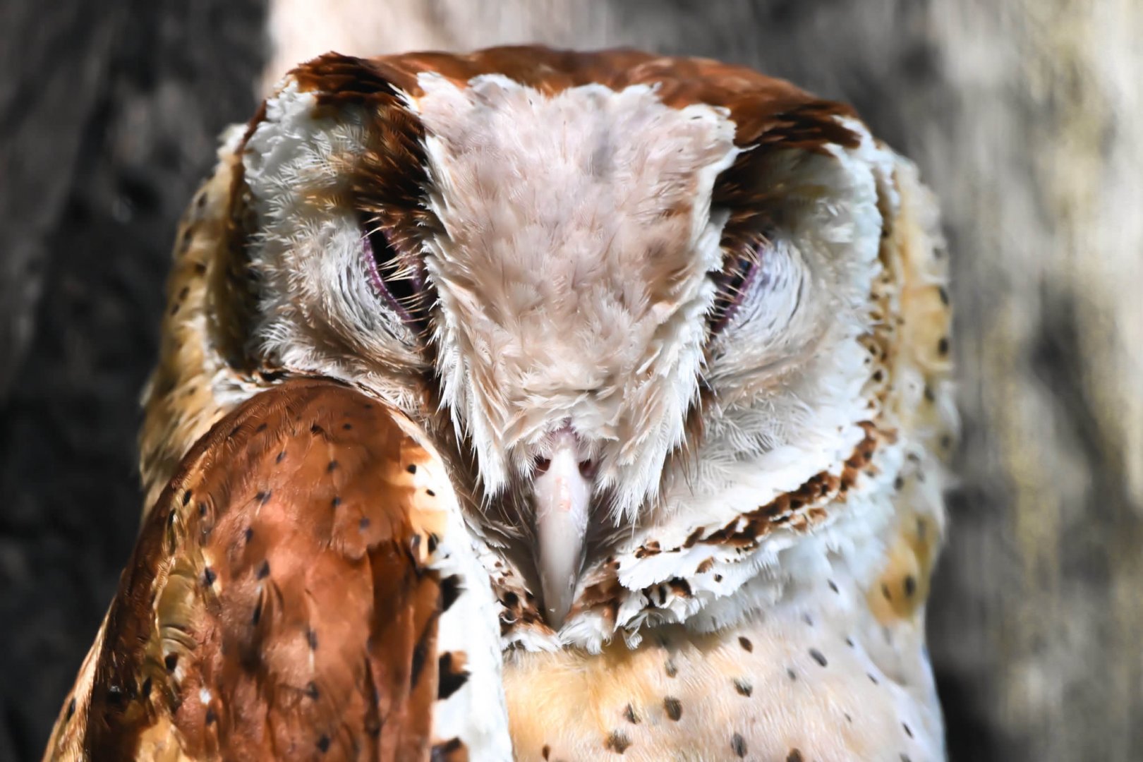 Oriental bay owl (Phodilus badius)