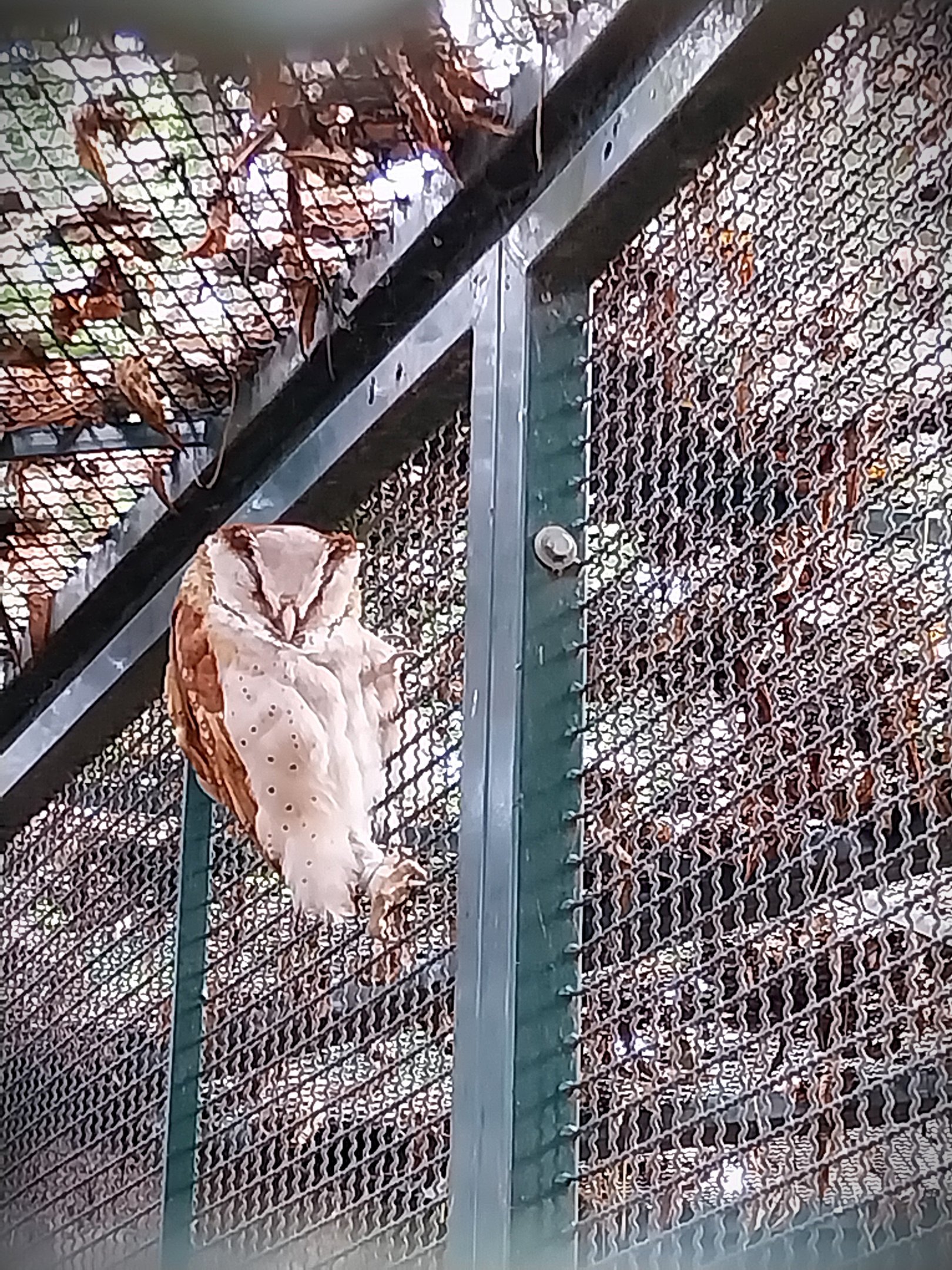 Oriental Bay Owl (Phodilus badius)