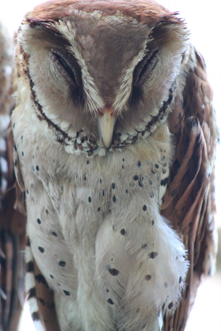 Oriental Bay Owl (Pholidus badius)