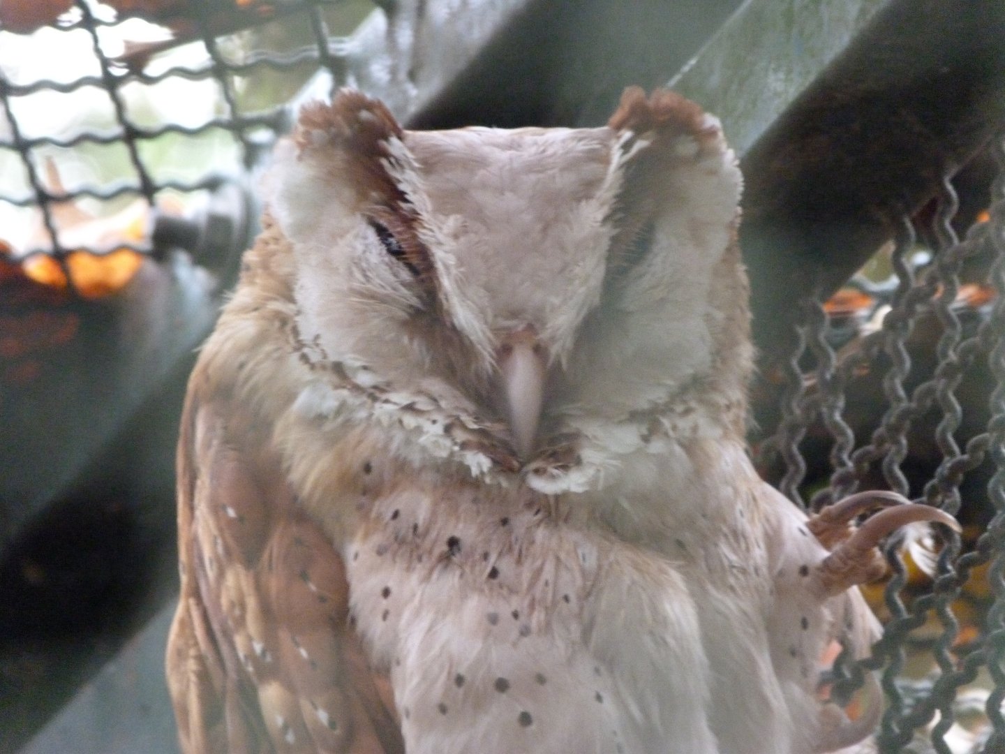 Oriental bay owl -Tierpark Berlin (2024)