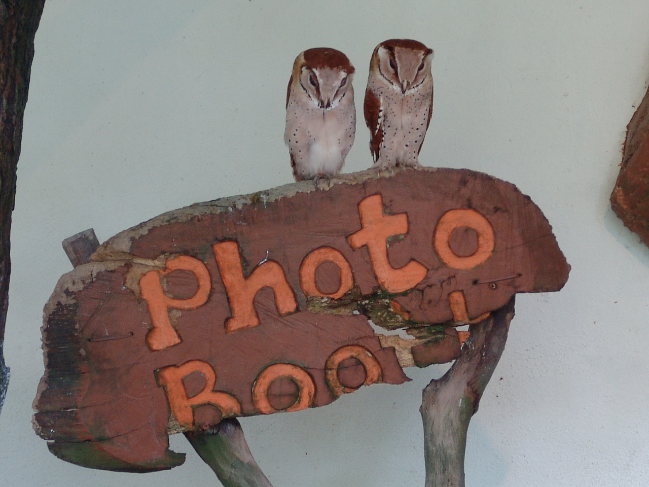 Oriental Bay Owls (Phodilus badius)