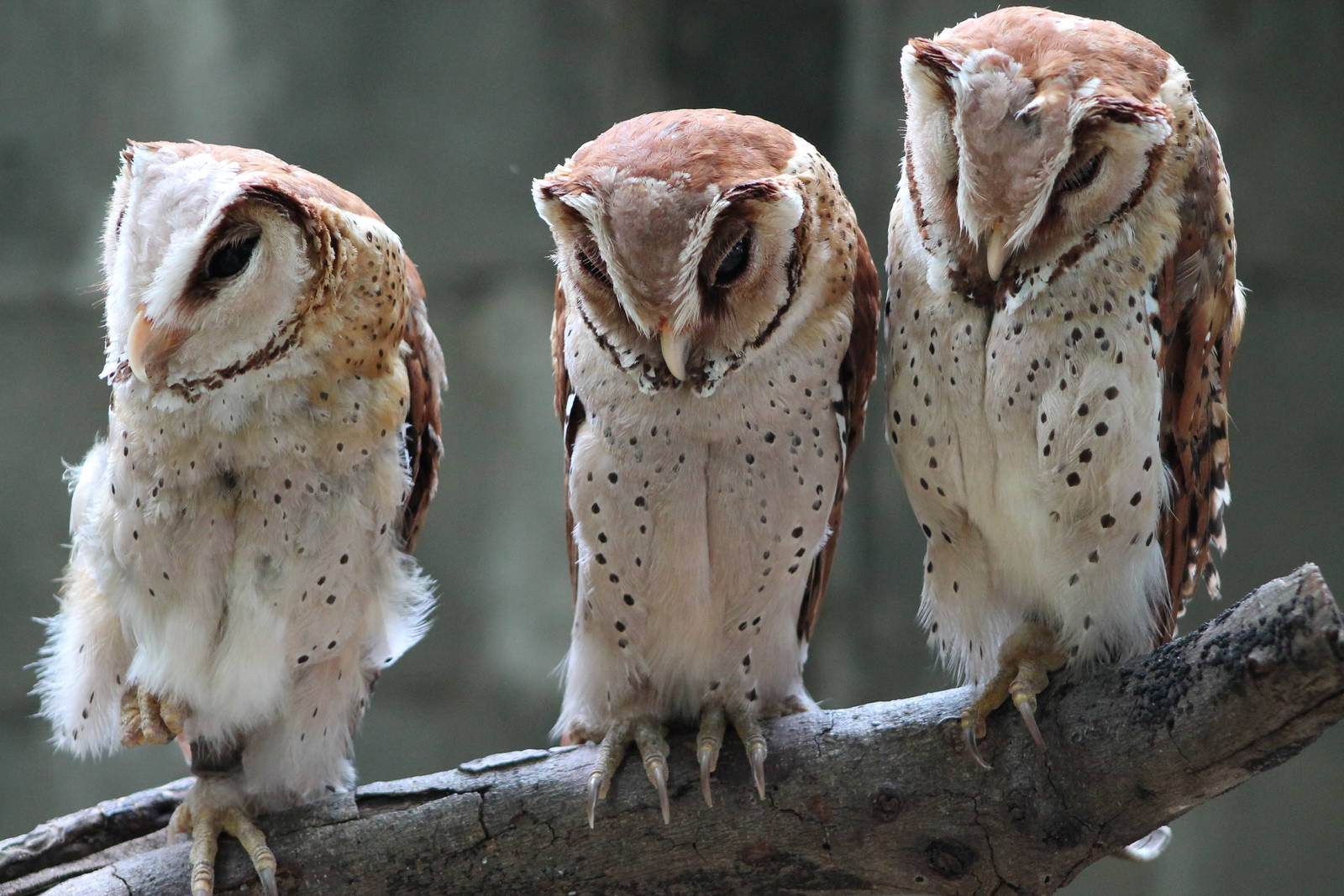 Oriental bay owls (Phodilus badius)