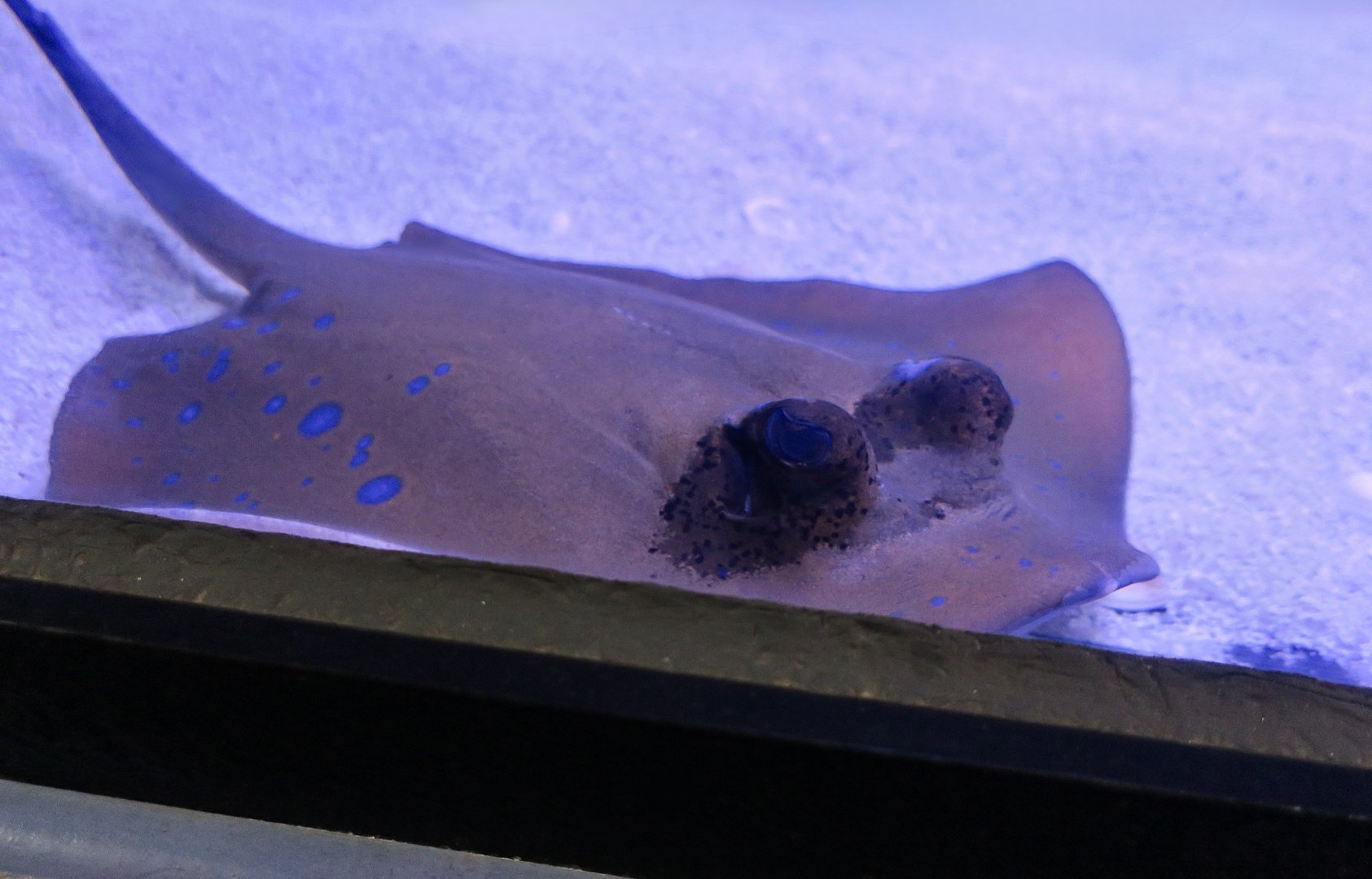 Oriental Blue-Spotted Maskray (Neotrygon cf. orientalis)