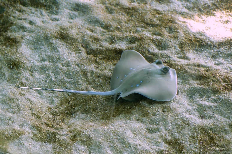 Oriental Bluespotted Maskray (Neotrygon orientalis)