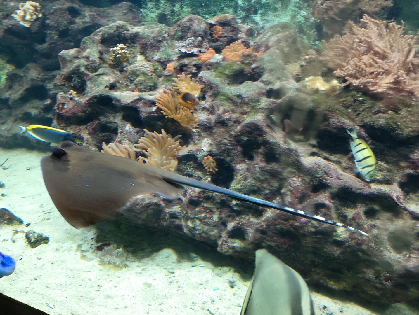 Oriental bluespotted maskray