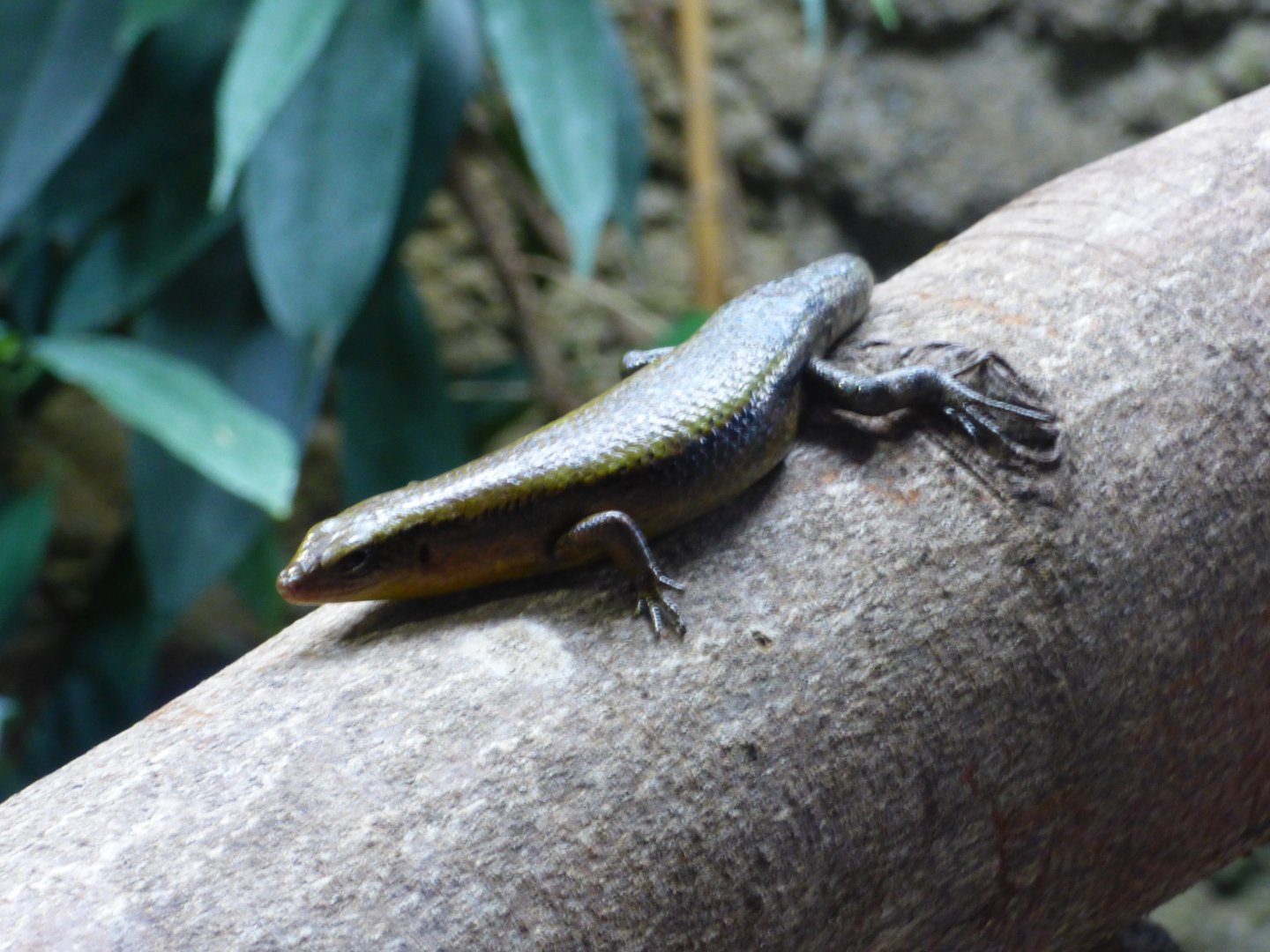 Oriental Brown-Sided Lizard