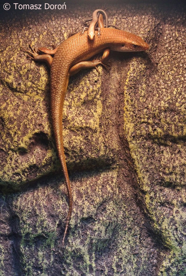 Oriental Brown-sided Skink (Eutropis multifasciata) ad with youngs, December 2017